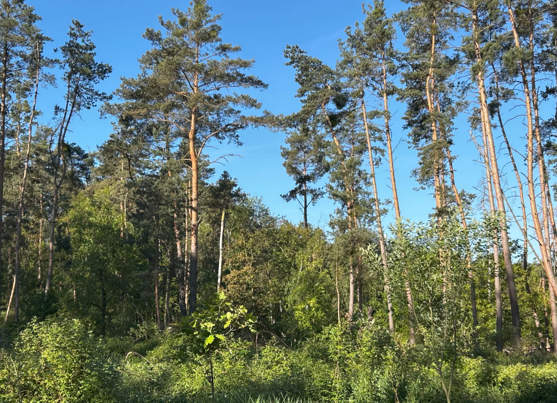 Trvale tvořivý les neboli Dauerwald